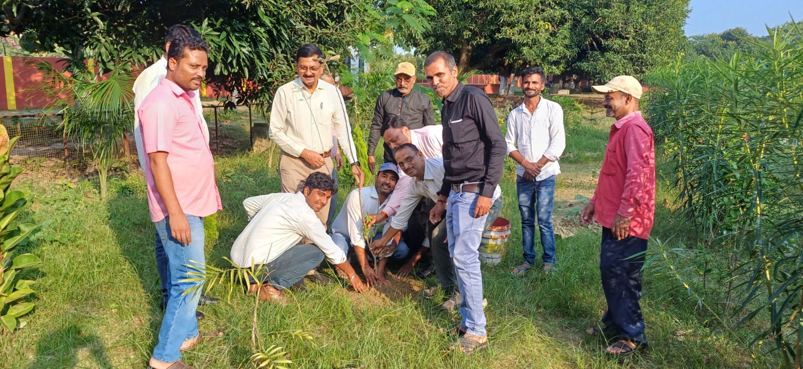 Tree Plantation