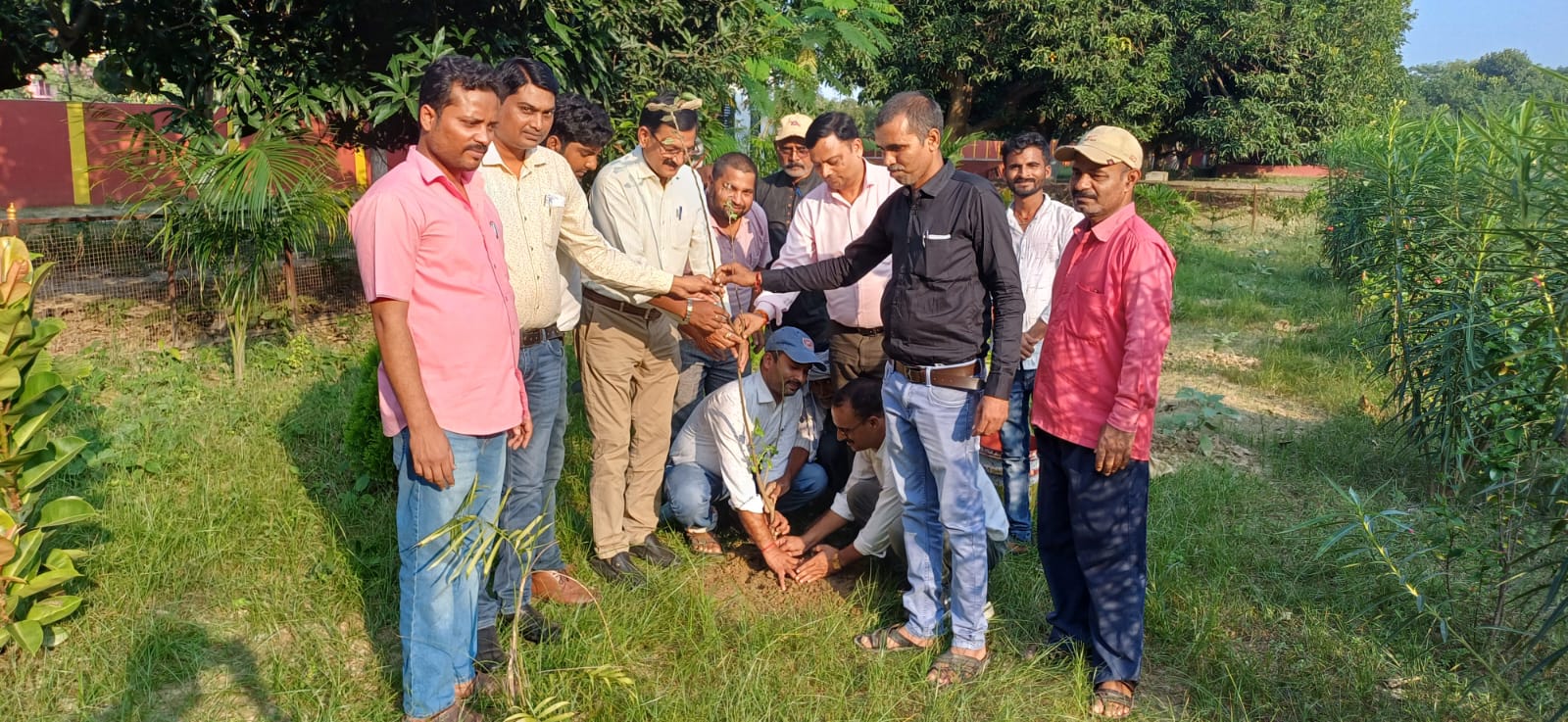 Tree Plantation